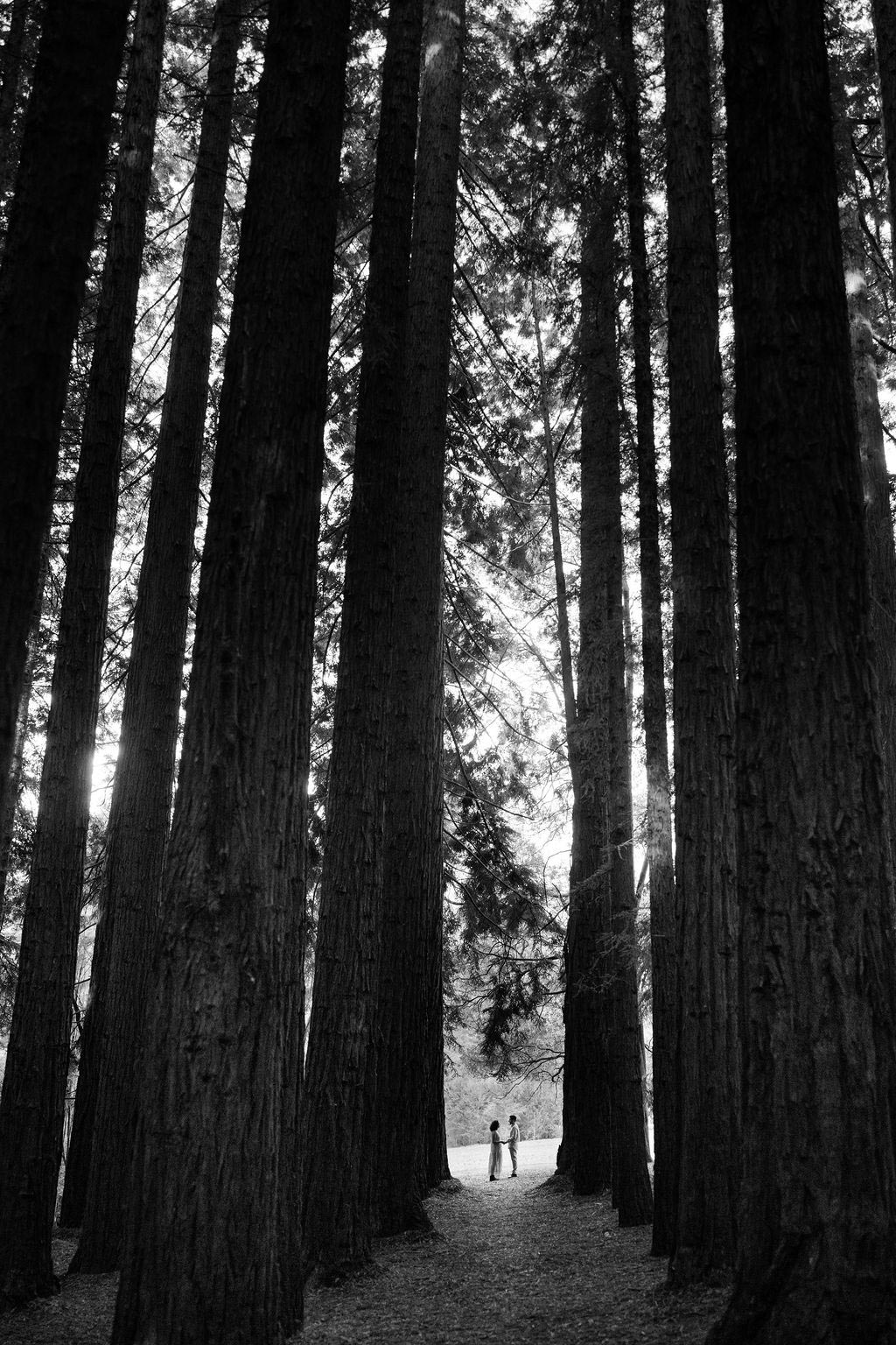 couple photographed in the Redwood Forrest